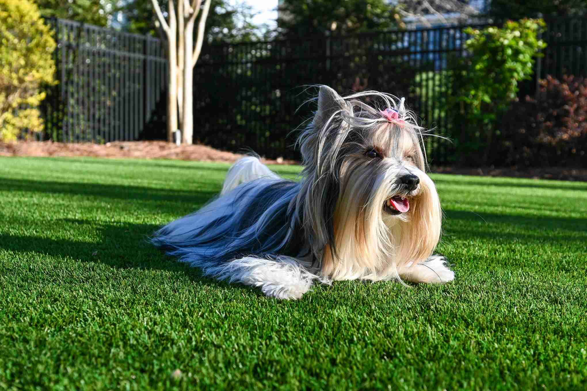 Dog on artificial turf lawn Jacksonville FL